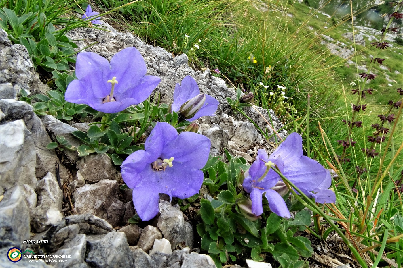 92 Campanule del'arciduca (Campanula raineri).JPG